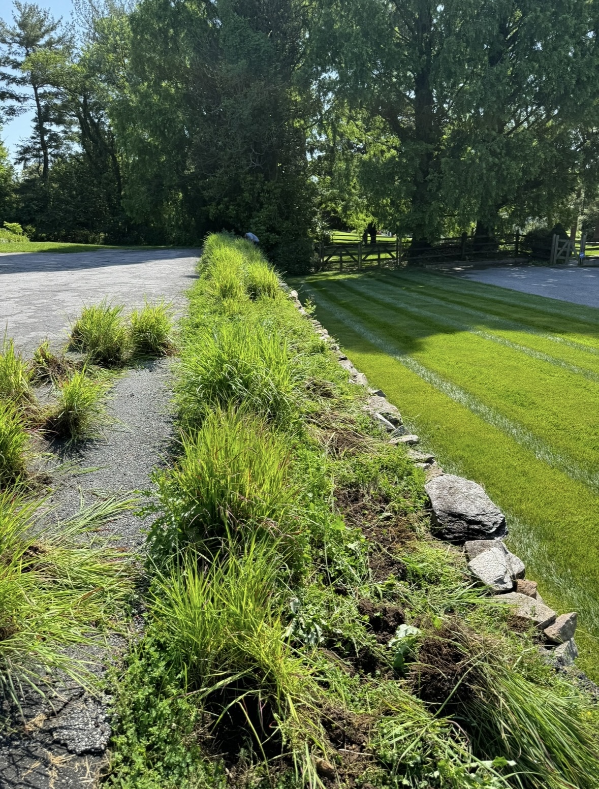 before photo of landscaping job